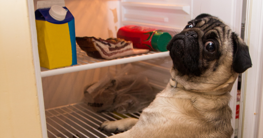 Your Dog is Hungry