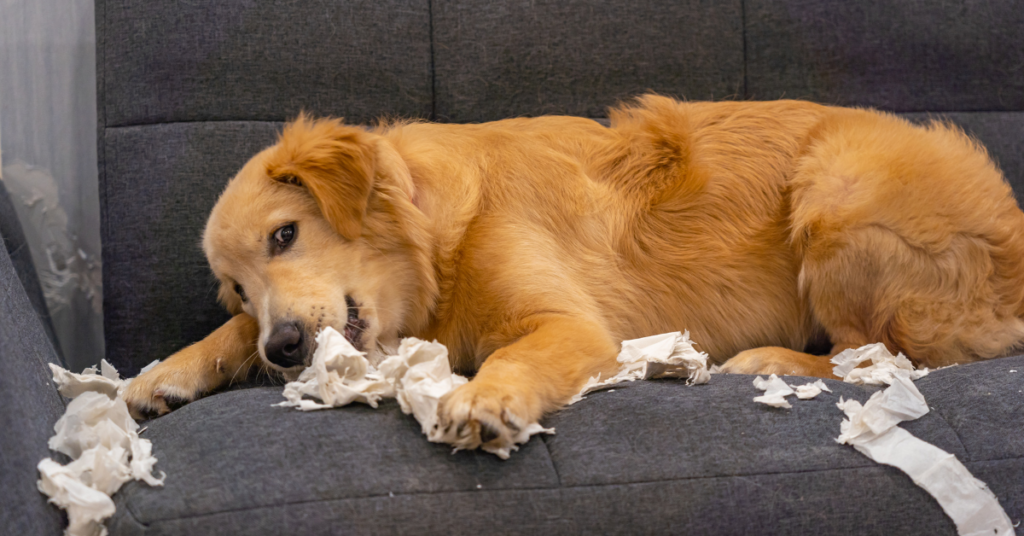 Your Dogs Have not Much to do