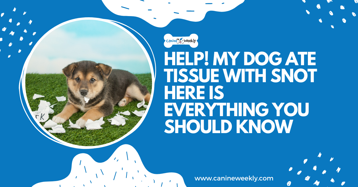 Help! My Dog Ate Tissue with Snot Everything You Should Know