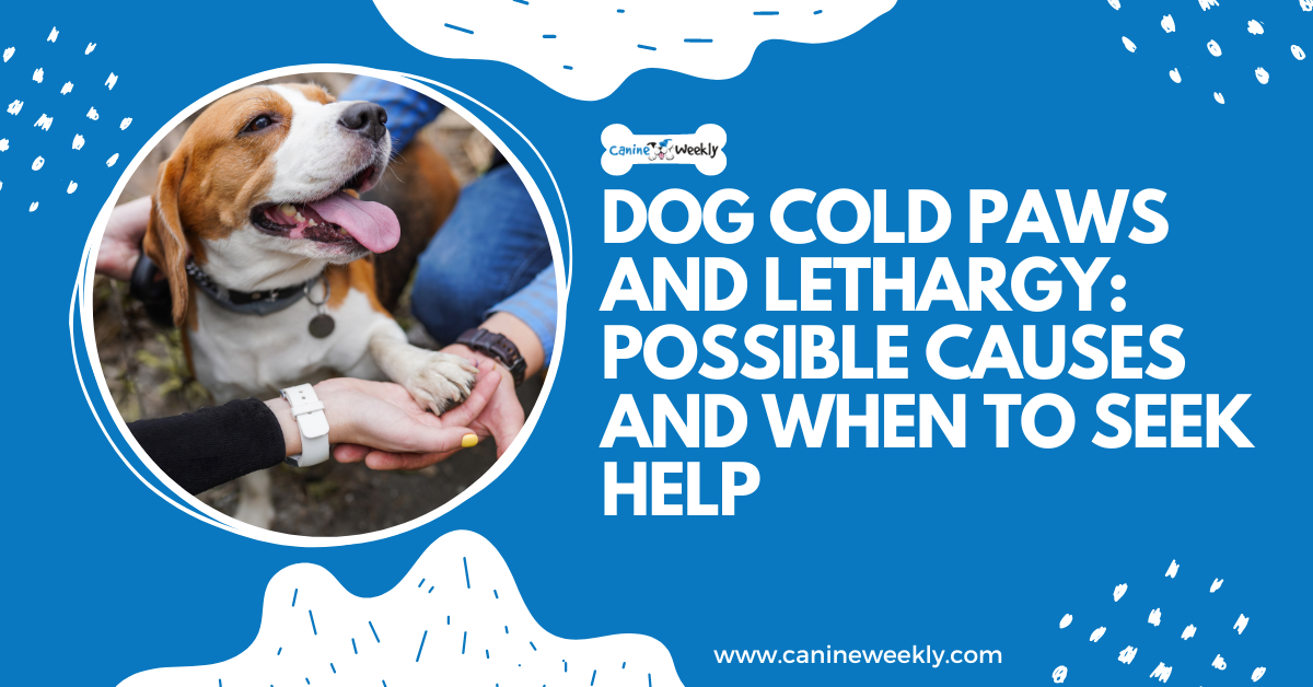 Dog Cold Paws and Lethargy 3 Possible Causes