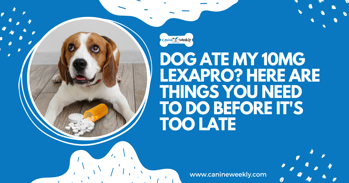 Dog Ate My 10mg Lexapro? 4 Steps to Take Before it's too Late