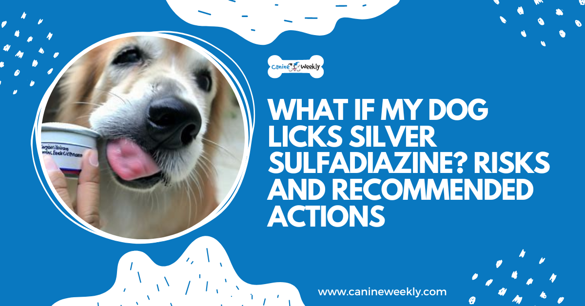 What if My Dog Licks Silver Sulfadiazine? A Comprehensive Guide