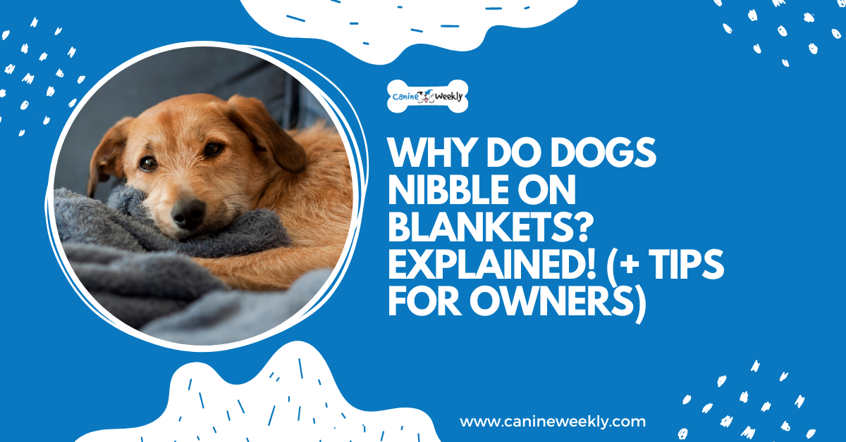 Why do dogs chew blankets? explain! (+ Tips for Owners) Story Telling Co