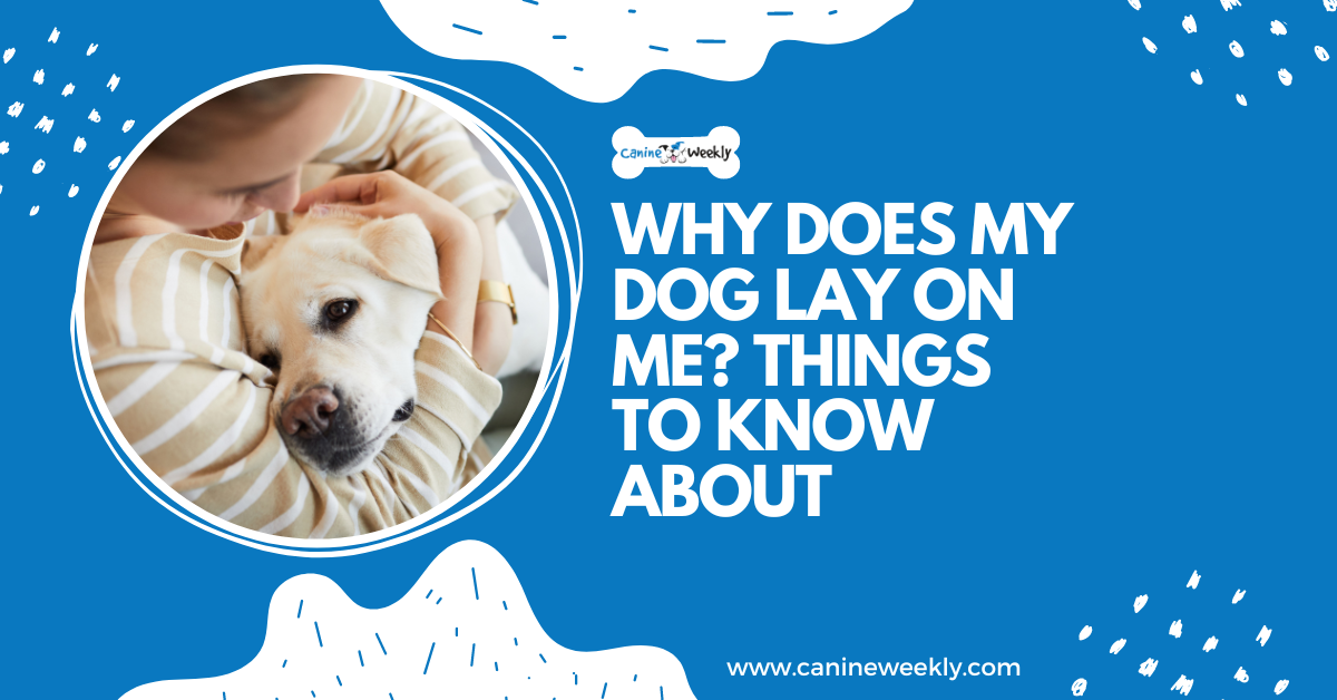 Why is my dog ​​lying on top of me? 5 things to know
