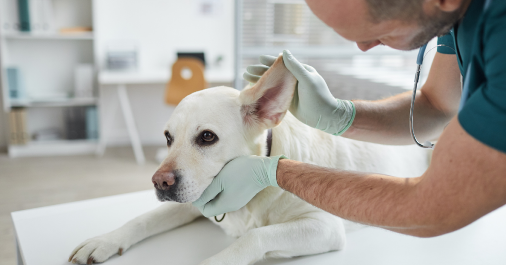 5 Common Causes of Squishy Sounds in Dog's Ears