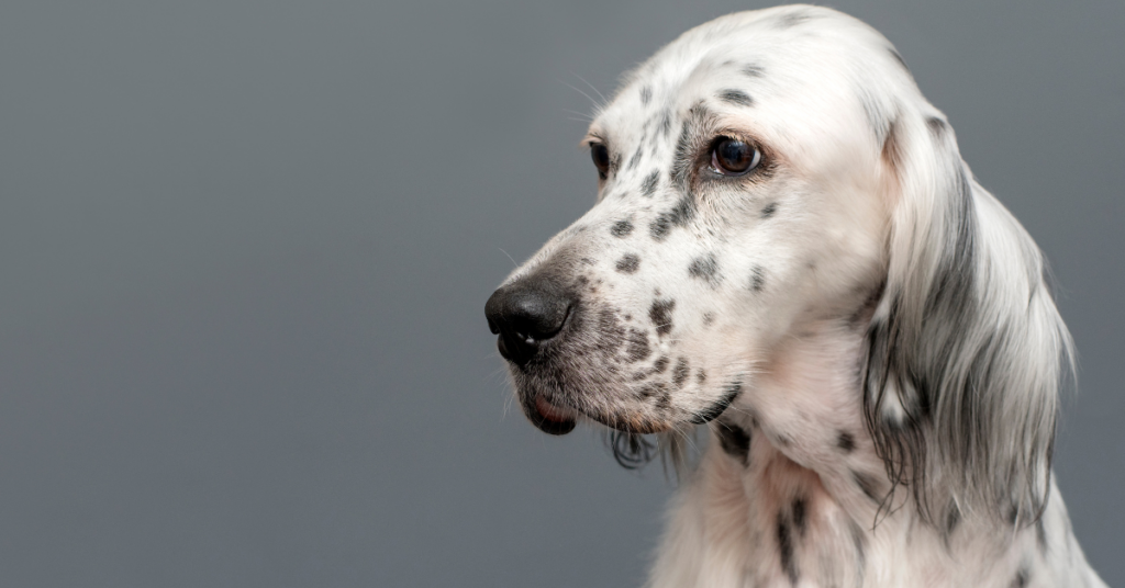 Breed Characteristics of English Setter