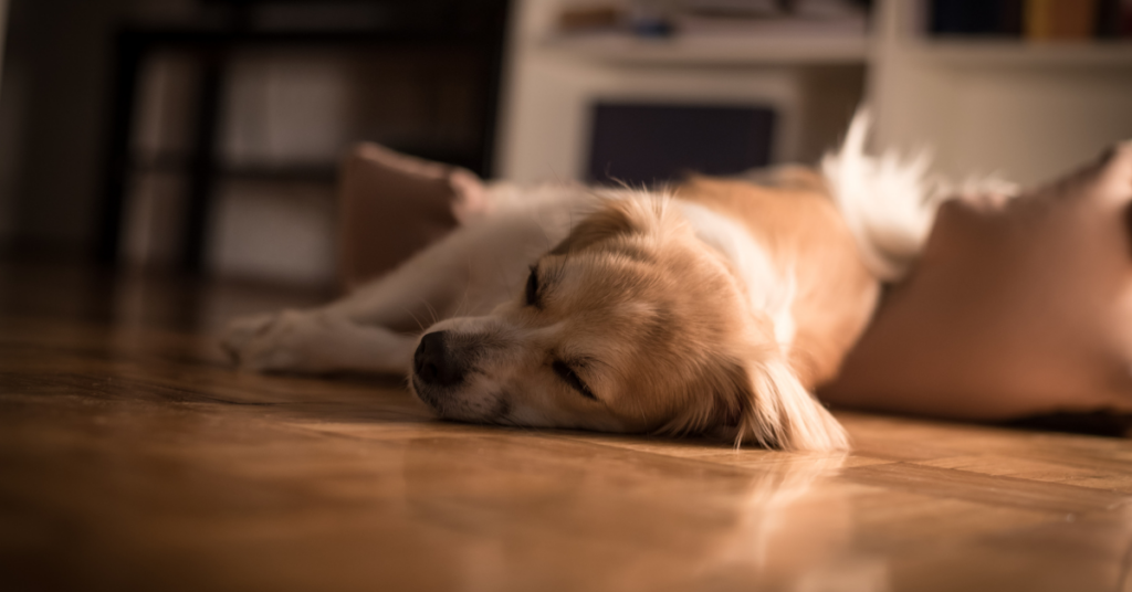 Diagnosis of REM Sleep Disorder
