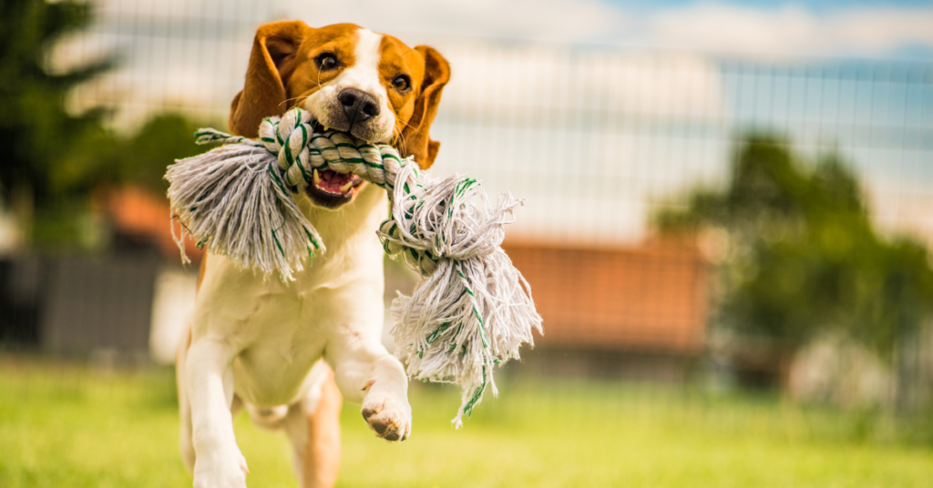 Exercise Your Dog Well