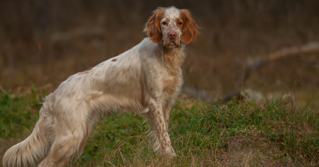History of English Setter