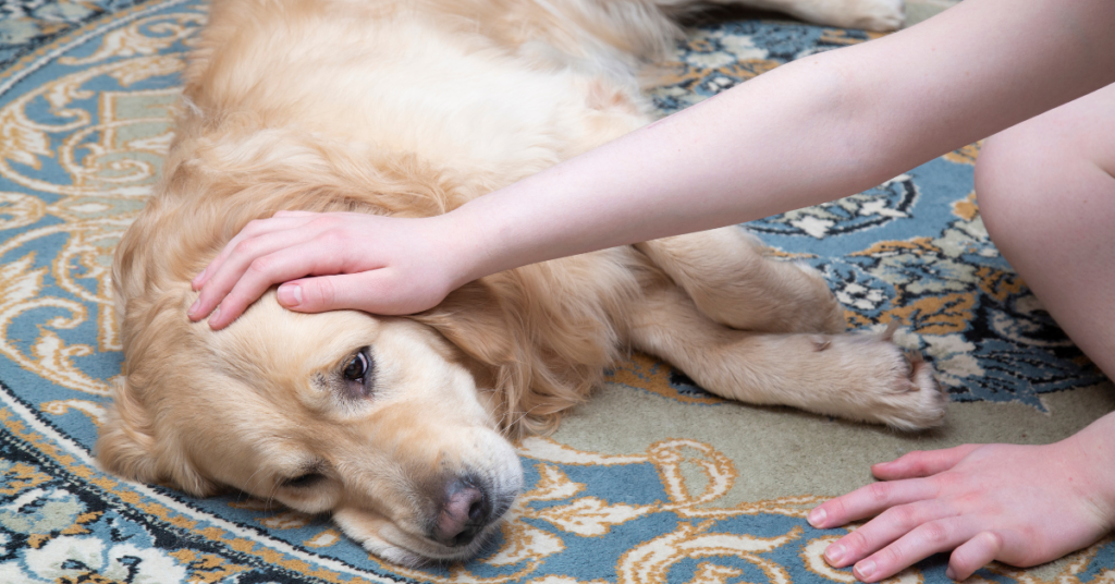 How to Help a Dog Screaming in Sleep