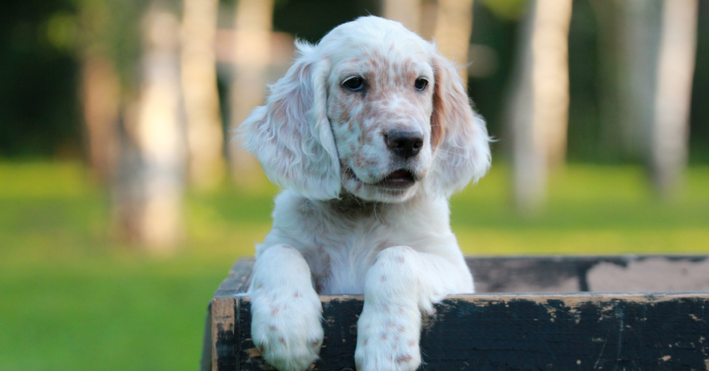 More About English Setter