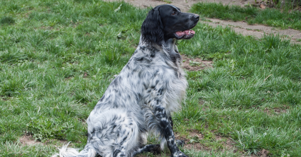 Size of English Setter