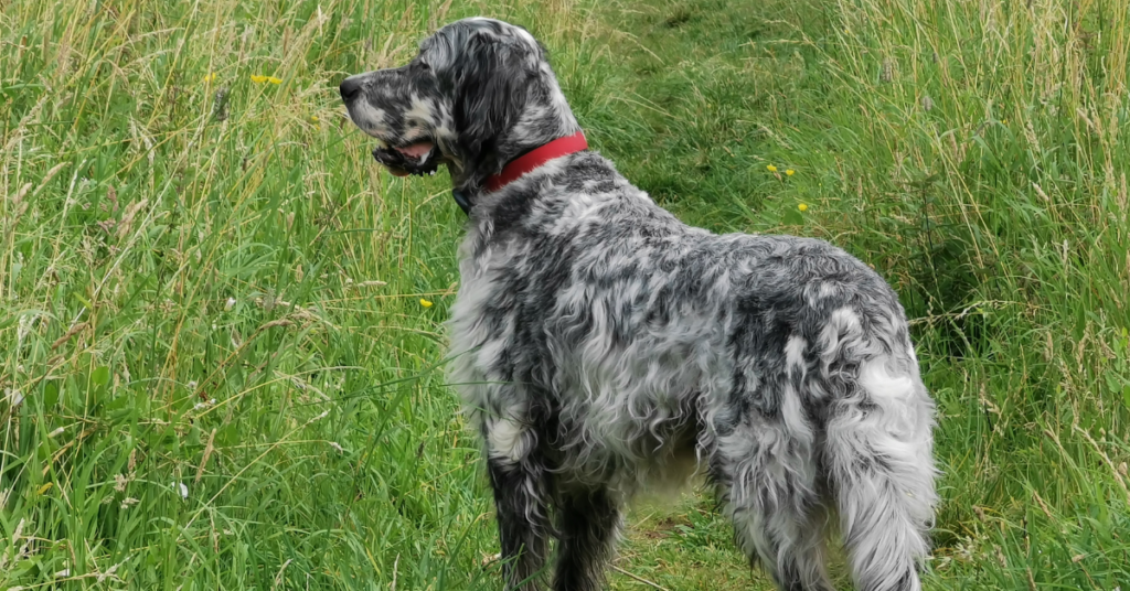 Temperament of English Setter