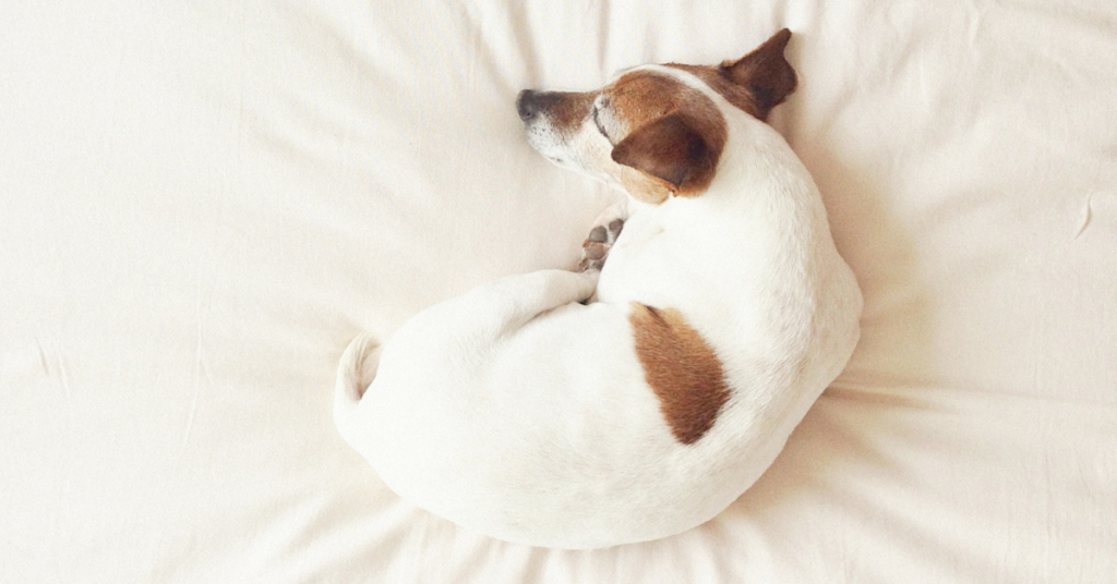 What to do if Your Dog is Having “Nightmares"