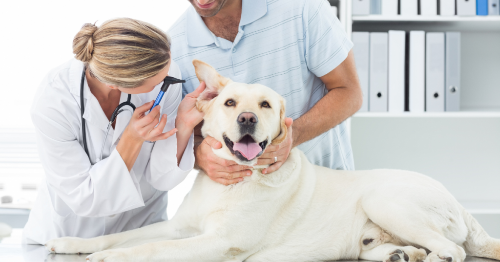 When to Consult a Veterinarian