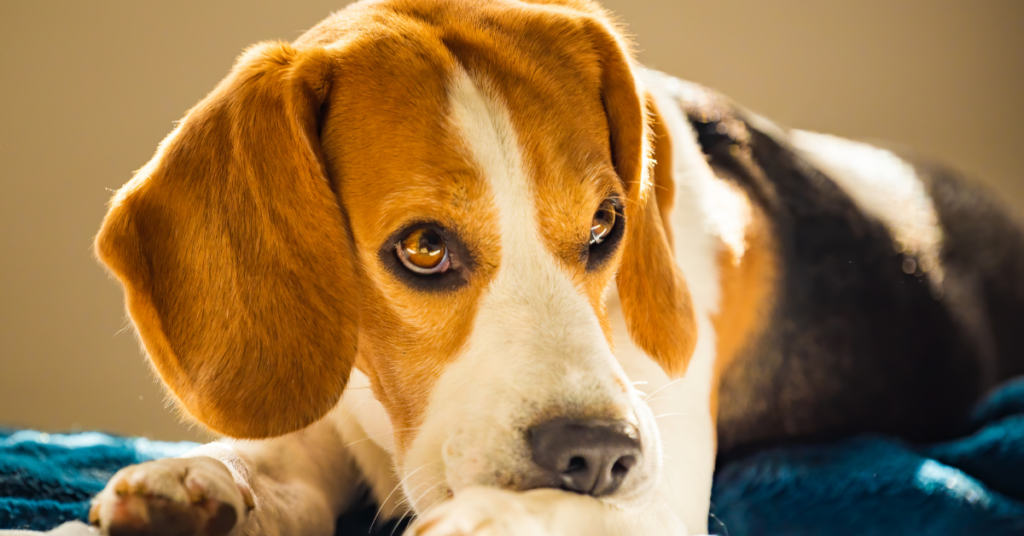 Your Dog Might be Stressed