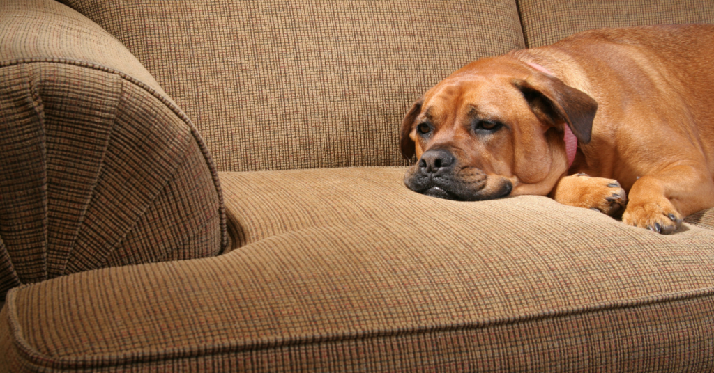 Your Dog Might be in Pain