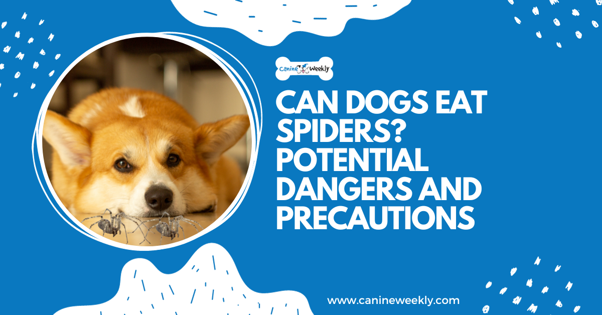 Can dogs eat spiders? 8 Potential hazards and precautions