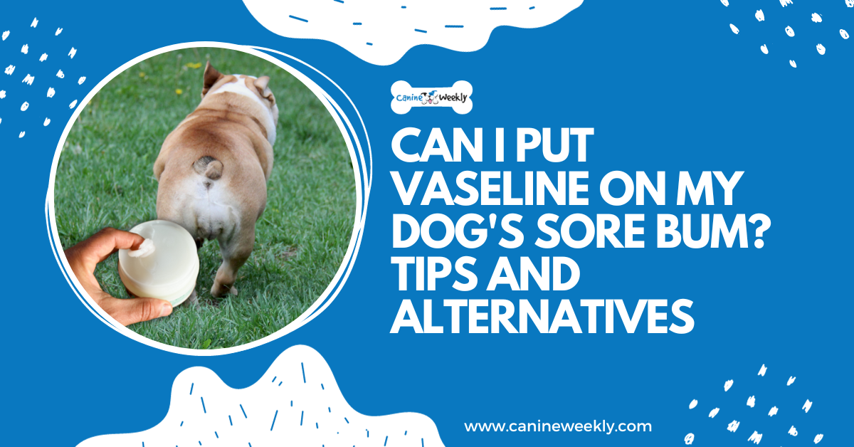 Can I put Vaseline on my dog’s sore butt?Tips and alternatives
