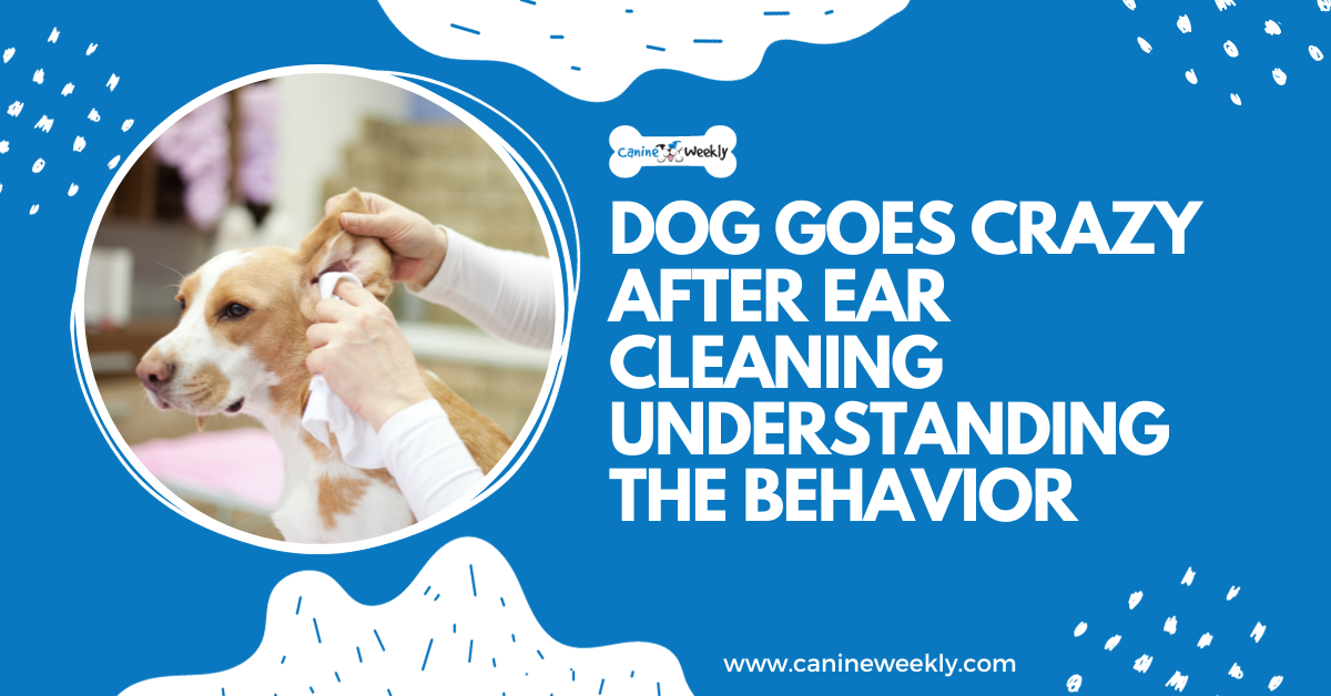 Dog goes crazy after cleaning ears: Understand this behavior