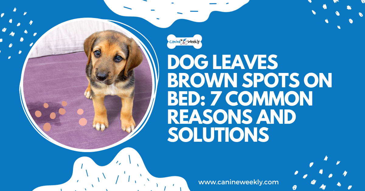 Dogs Leave Brown Spots on the Bed: 7 Reasons and Solutions
