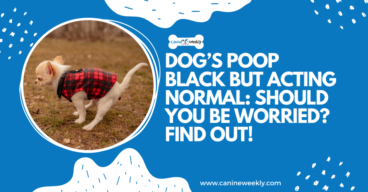 Dog’s Poop Is Black But Appears Normal: Should You Be Concerned?