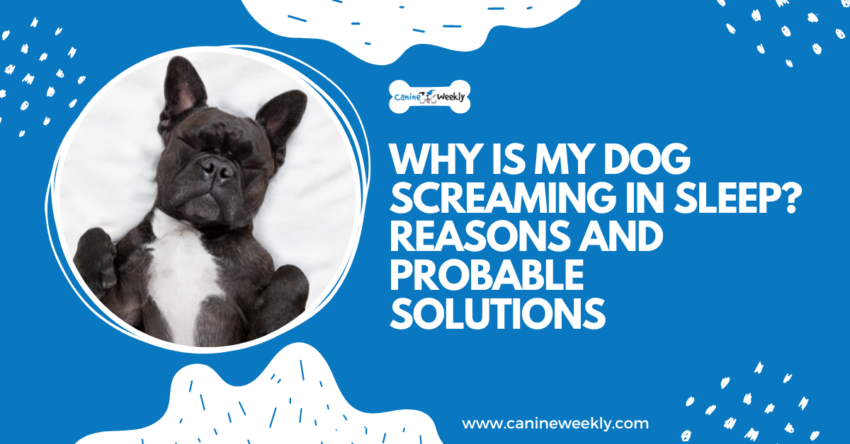 why-is-my-dog-screaming-in-sleep-7-reasons-and-3-solutions