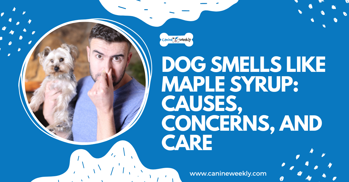 Dogs Smell Like Maple Syrup: Causes, Concerns, and Care