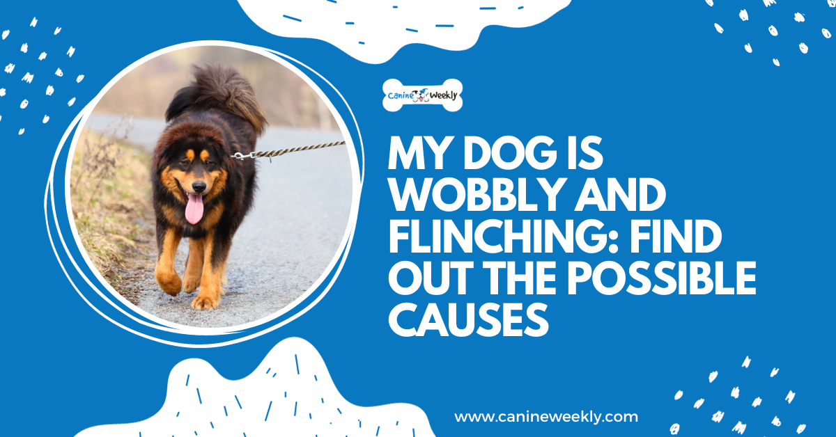 My Dog is Wobbly and Flinching: Find out the Possible Causes
