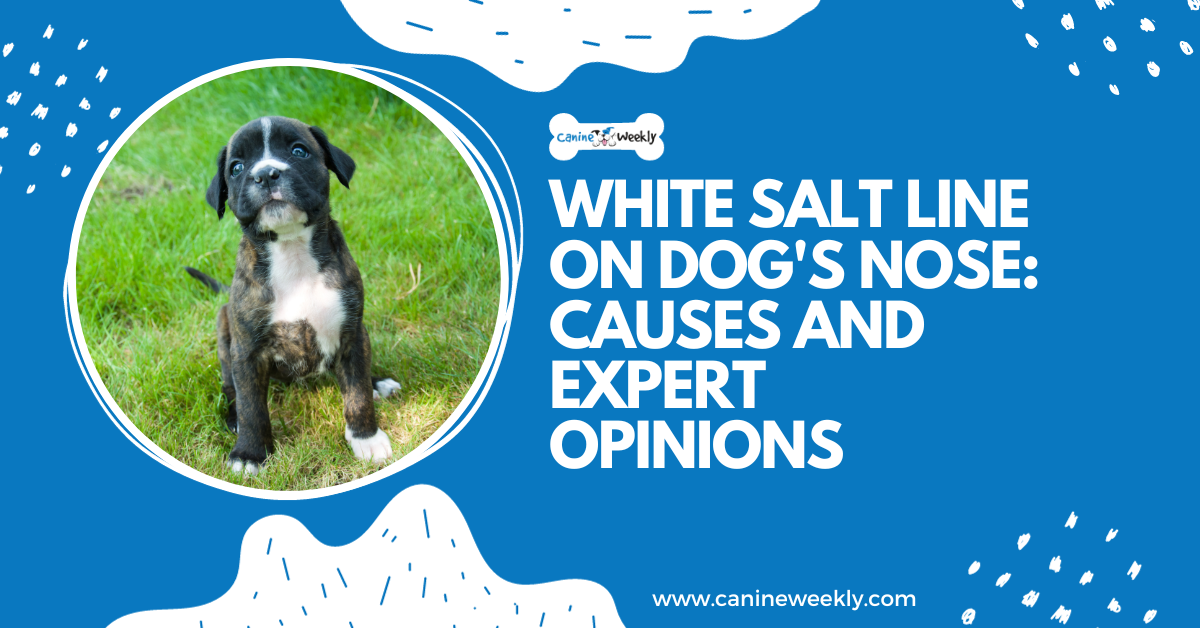 White salt lines on dogs’ noses: 6 reasons and expert opinion