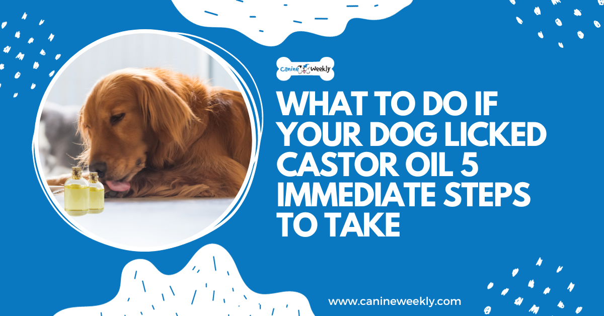 What to do if your dog licks castor oil 5 steps to take immediately