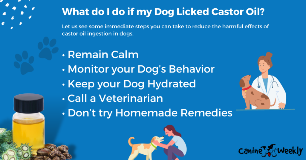 What do I do if my Dog Licked Castor Oil