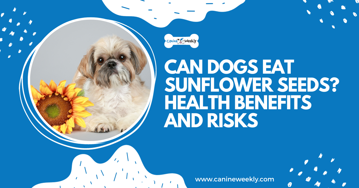 Can dogs eat sunflower seeds? 6 Health Benefits and Risks