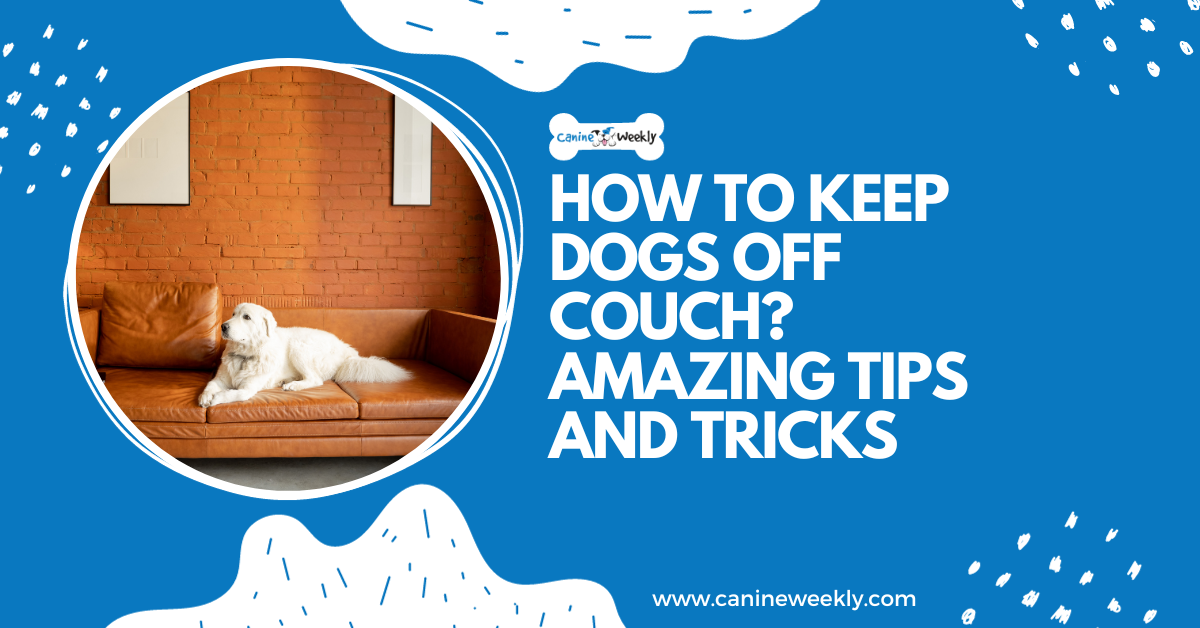 How to keep your dog off the couch? 5 Amazing Tips and Tricks
