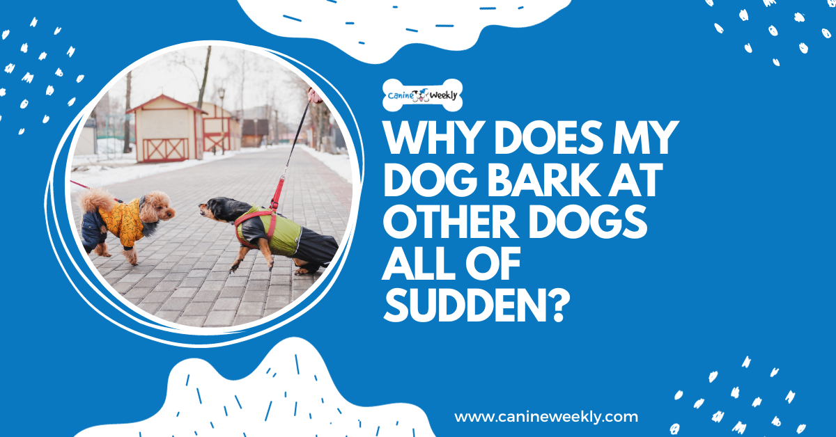 Why Does My Dog Bark At Other Dogs All Of Sudden? - CanineWeekly.com