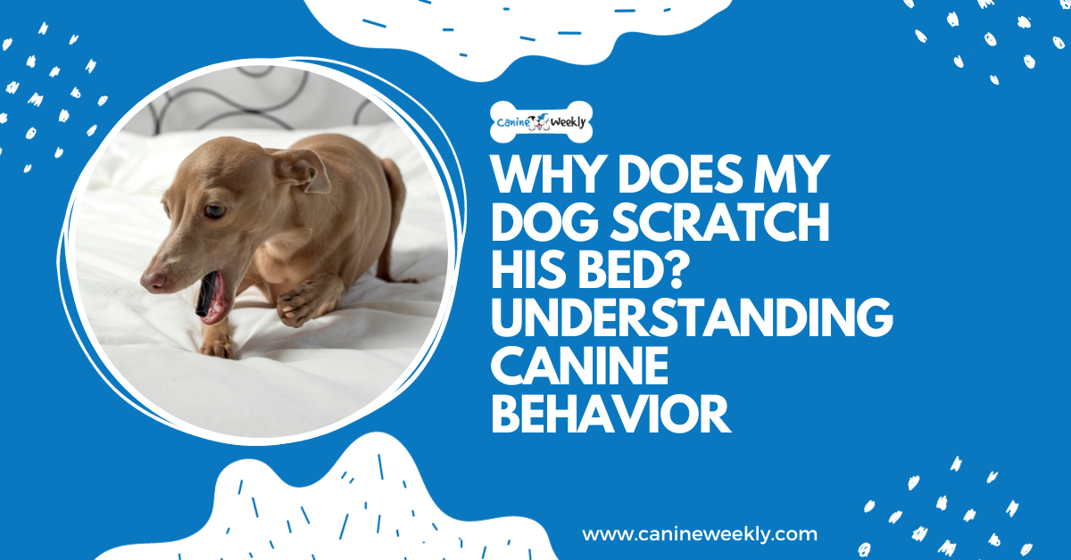 Why does my dog ​​scratch his bed?understand behavior